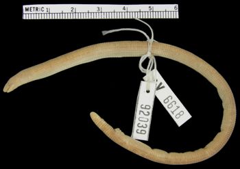 Media type: image; Herpetology R-92039